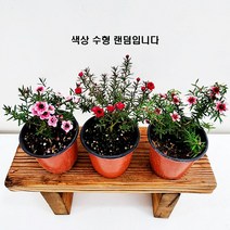 꽃나무팜 호주매화 호주매 색상랜덤 소품 겹꽃 홀꽃 인테리어식물 감성식물 한개금액입니다