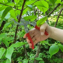 과수원 가지치기가위 전지가위 탱자가위, 원예가위_레드