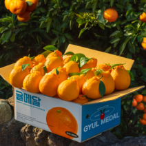 [당도선별] 제주 한라봉, 2KG (중대과)