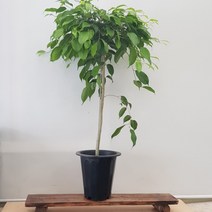 [용이네 화원] 늘어짐이 멋스러운 공기정화 식물 킹벤자민 대형 490 농원