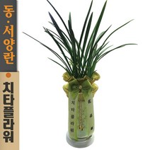 치타플라워 동양란 철골소심 [CD04-003] 승진 개업 축하 난 동양난 영전 취임 생일 선물 화분 고급 란 전국 당일 배송 꽃배달