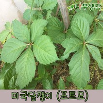 착한가격나무생각 미국담쟁이 포트묘 50주묶음