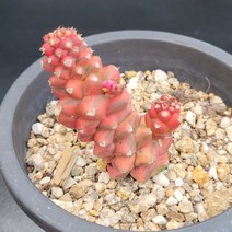 꽃다리 리치아이금 28 다육식물 다육금 아이만배송