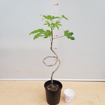[용이네 화원] 보물 중에 보물 꼬불이 황칠나무 298 농원