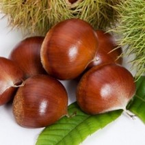 충주밤 (대) 1.5kg/ 100% 맛 보장 (이장님네 농산물) 엄나무증정, 1박스, 1.5kg