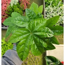 트리바이제이 팔손이 반려식물 플랜테리어 실내공기정화식물, 팔손이 1+1 (5%할인)