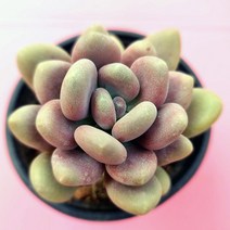 월미인 예쁜다육 랜덤발송 0130-98, 본상품선택