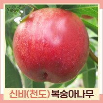 복숭아나무 묘목 천도복숭아 신비 접목1년생 뿌리 특묘 1개