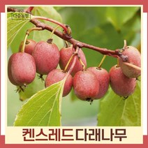 다래나무 묘목 레드다래(켄스레드) 삽목2년 포트묘 3개