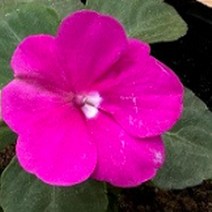 모종/임파첸스(자주) 3치포트/5개 GC021, 5개