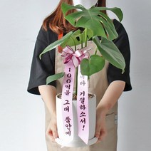 [개업축하화분]화이트 도자기화분에 심은 중형 몬스테라와 100억 기절 축하리본 식물가이드엽서