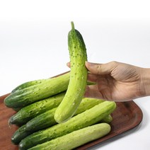 [팔도농장] 수분의 여왕 백 오이(특), 2kg