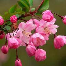 리서스원예 서부해당화 수사해당화 묘목 나무 꽃나무 결실주 R3 전후, 서부해당화 R3