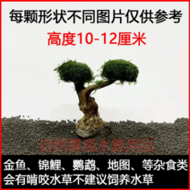 모스나무 어항유목 침목 맹그로브 가지 유목 조경, A 10-12cm