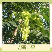 참죽나무 묘목 참중(국산토종) 실생1년생 뿌리묘 5개