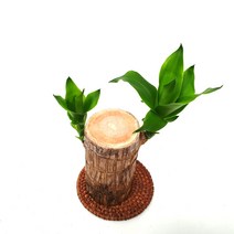 소예방 행운목 (소품) 행운을 불러다주는 나무 수경재배 귀여운식물 예쁘게 가꾸어서 행운가득한 곳으로 만드세요