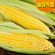 귀한분께 선물하는 프리미엄 특초당 옥수수/냉동, 6개입, 생물 달고나 무선별초당/뭇난이포함