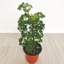 러브코리아 폴리셔스 폴리시아스 키우기쉬운 실내공기정화식물 공기청정식물, 단품