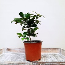 꽃파는농부 - 겨울꽃이 아름다운 동백나무, 작은사이즈(너비:15cm/높이:40cm내외)