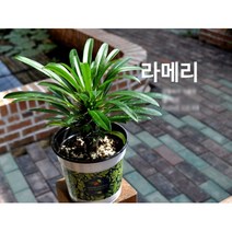 다육식물/선인장 라메리 갈색플라스틱모종 3개 (L0319)