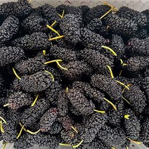 푸드맛봄 23년 고창 토종 냉동 오디 10kg (벌크), 단일옵션