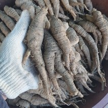 [산지직송] 태백 산더덕 (특대) 1kg 향이진한 고랭지 고산더덕, 1개