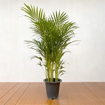 보거스플라워 키우기쉬운 관엽식물 공기정화식물 아레카야자, 1개, 아레카야자(대형)