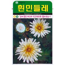 흰민들레 꽃씨앗 100립
