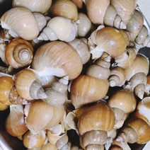 찐자매 동해안 산지직송 자연산 100% 백골뱅이 1kg 500g 소 중 대 특대 1kg 중
