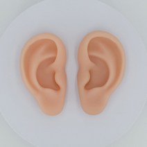 [러닝리소스인체청각기관단면모형] 실리콘 귀모형, 왼쪽 귀