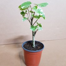 파비안느(SW) 2020 새상품