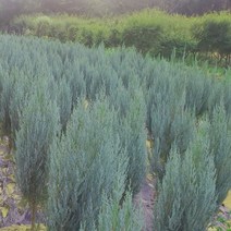 같이가치농원 측백나무 문그로우 (H0.8전후) 분묘