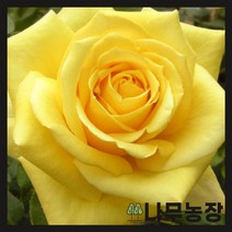 (나무농장) 유럽사계땅장미 란도라 개화주 포트