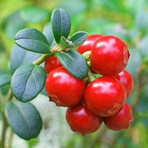 크랜베리(4치화분) 노지월동 조경수 정원수