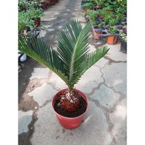 [근이네식물원]소철, 1개