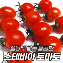 초고당도 스테비아 토마토 완숙 토망고 방울 단마토 설탕토마토 망고토마토 샤인마토, 03 스테비아 방울토마토 2kg (500g x 4팩)