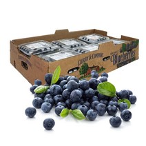 오렌지씨 생 블루베리, 1500g, 생블루베리 1.5kg 1박스(125g *12팩)