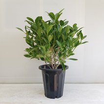 온누리농원 워터자스민