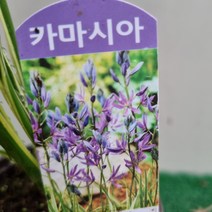 [다온야생화] N3059 무늬카마시아 (10cm) [노지월동] [랜덤], 1개