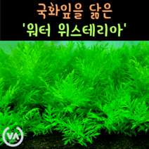 [비바소녀] 내 수조 속 국화잎 워터위스테리아(5촉) / 무이탄 수질정화 구피은신처 초보수초 레이아웃