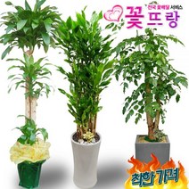 전국꽃배달2m화분 행운목 개업화분 축하화분 녹보수 황금죽 당일배송, C10 크로톤, 1, 0개