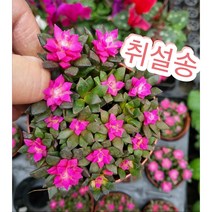 취설송/꽃같이 예쁜 취설송