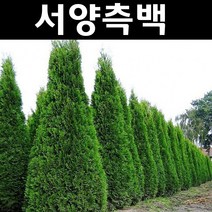 측백나무 묘목 서양측백 페스티지아타 - 4치포트 5개