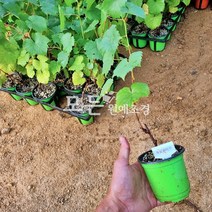 [모든원예조경] 독일왕머루나무 묘목 (포트묘) 머루묘목