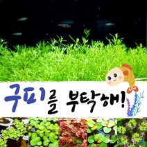 [미초] 구피를 부탁해! 유경+부상수초 랜덤 세트 / 구피 수초 / 베타 수초 / 치어 수초 / 새우 수초 / 초보자 수초, 3. 암브리아 (10촉) + 부상 랜덤 (3뿌리)