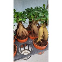 인삼 벤자민 0020 칼라분 특 A 신상품 랜덤 공기정화식물/미세먼지/공기정화효과 공기정화식물