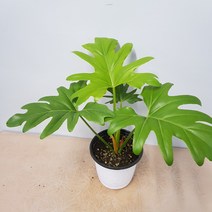호프셀렘99중품