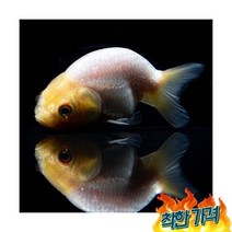 금어 금붕어에그 난주 5cm 내외물고기 키우기