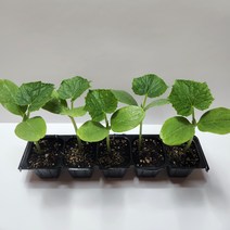 가시오이모종 5포기, 5개