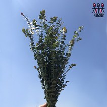 (로라네팜) 농장직송 유칼립투스 블랙잭 생화택배 공기정화식물 5종, 유칼리툽스블랙잭